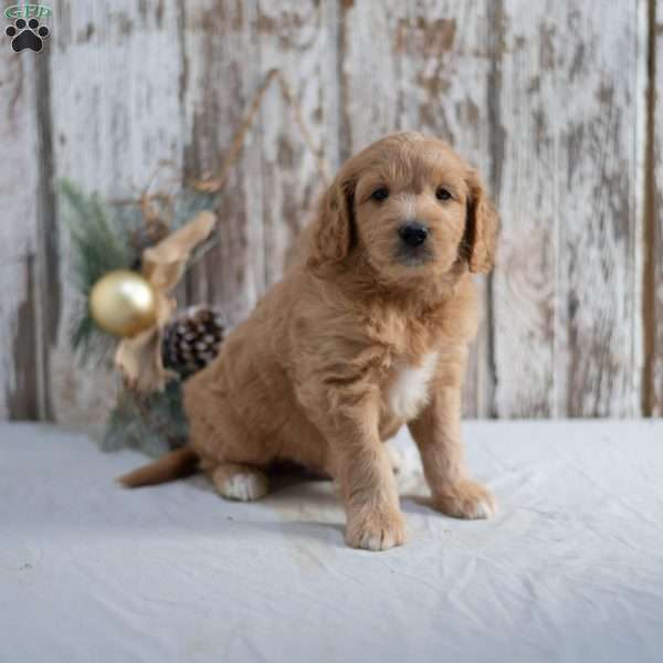 Garnett, Mini Goldendoodle Puppy